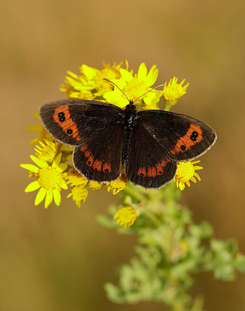 Scotch Argus Erebia aethiops