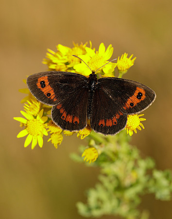 Scotch Argus Erebia aethiops