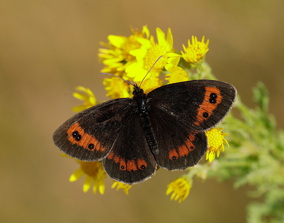 Scotch Argus Erebia aethiops