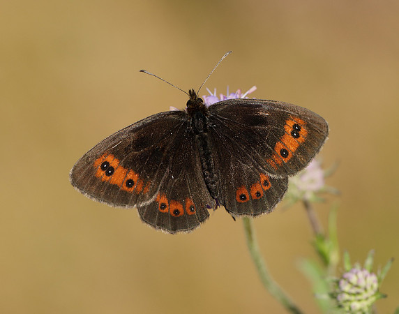 Scotch Argus Erebia aethiops