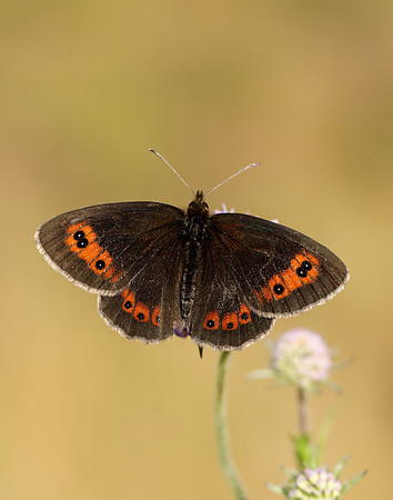 Scotch Argus Erebia aethiops