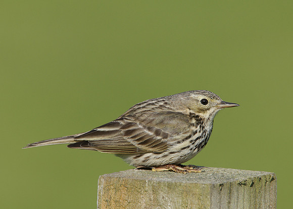 Meadow Pipit Anthus pratensis