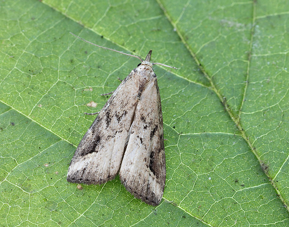72.060 BF2485 Marsh Oblique-barred Hypenodes humidalis