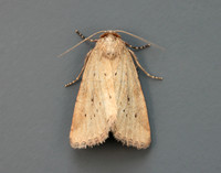 73.147 BF2345 Small Dotted Buff Photedes minima