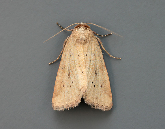 73.147 BF2345 Small Dotted Buff Photedes minima