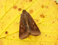 73.076 BF2400 Scarce Bordered Straw Helicoverpa armigera