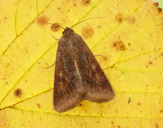 73.076 BF2400 Scarce Bordered Straw Helicoverpa armigera