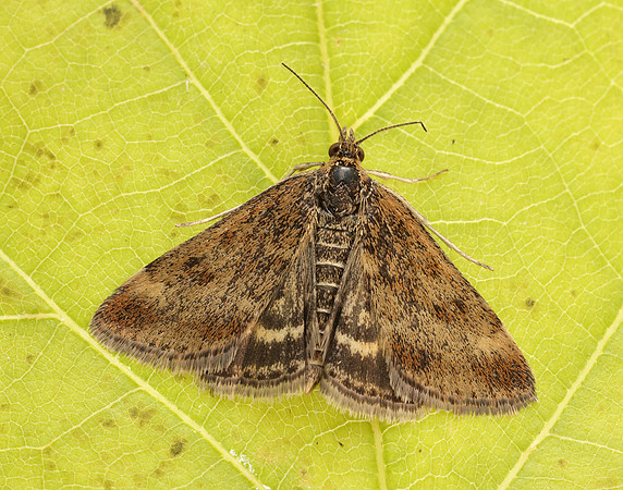 63.005 BF1365 Pyrausta despicata
