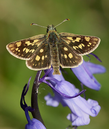 Chequered Skipper Carterocephalus palaemon