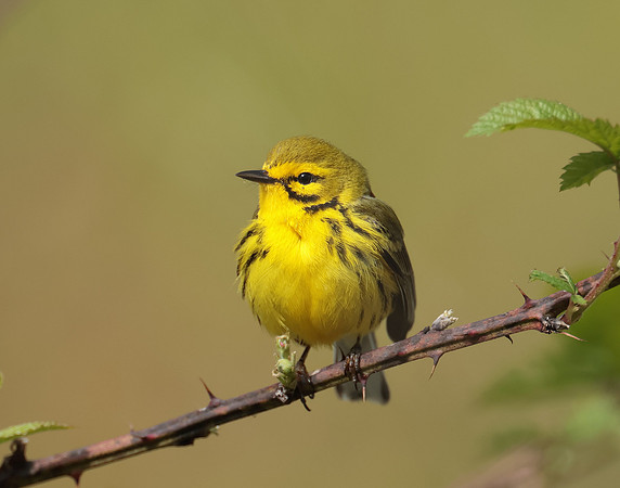 Prairie Warbler Setophaga discolor