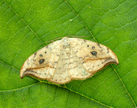 65.005 BF1648 Pebble Hook-tip Drepana falcataria