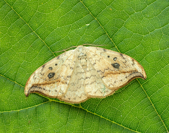 65.005 BF1648 Pebble Hook-tip Drepana falcataria