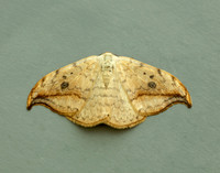 65.005 BF1648 Pebble Hook-tip Drepana falcataria