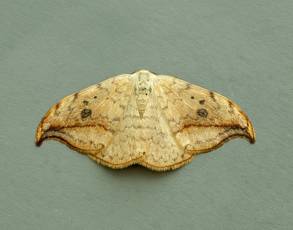 65.005 BF1648 Pebble Hook-tip Drepana falcataria