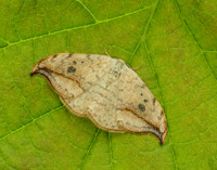 65.005 BF1648 Pebble Hook-tip Drepana falcataria