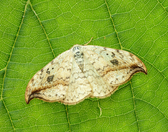 65.005 BF1648 Pebble Hook-tip Drepana falcataria