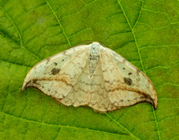 65.005 BF1648 Pebble Hook-tip Drepana falcataria