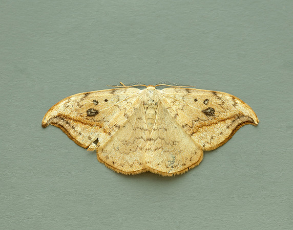 65.005 BF1648 Pebble Hook-tip Drepana falcataria