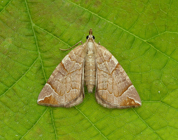 70.090 BF1755 Chevron Eulithis testata