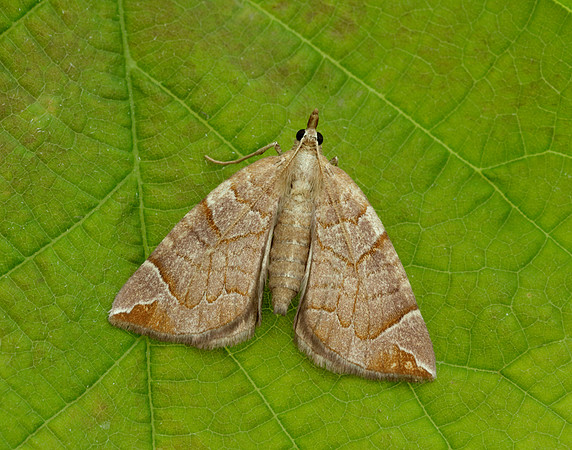 70.090 BF1755 Chevron Eulithis testata