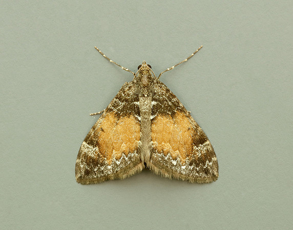 70.097 BF1764 Common Marbled Carpet Dysstroma truncata