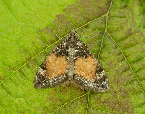 70.097 BF1764 Common Marbled Carpet Dysstroma truncata