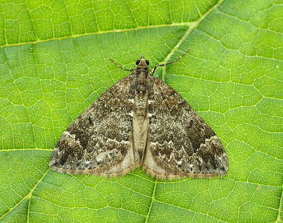 70.097 BF1764 Common Marbled Carpet Dysstroma truncata