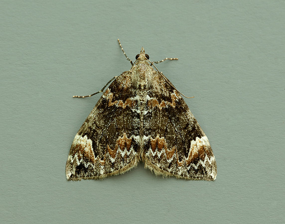 70.098 BF1762 Dark Marbled Carpet Dysstroma citrata