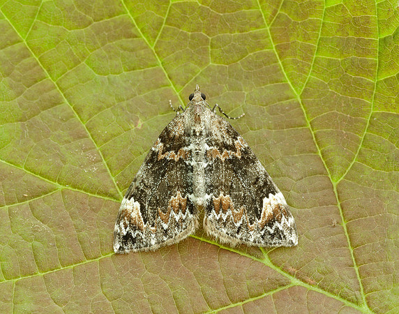 70.098 BF1762 Dark Marbled Carpet Dysstroma citrata