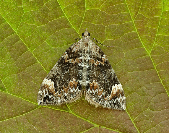 70.098 BF1762 Dark Marbled Carpet Dysstroma citrata