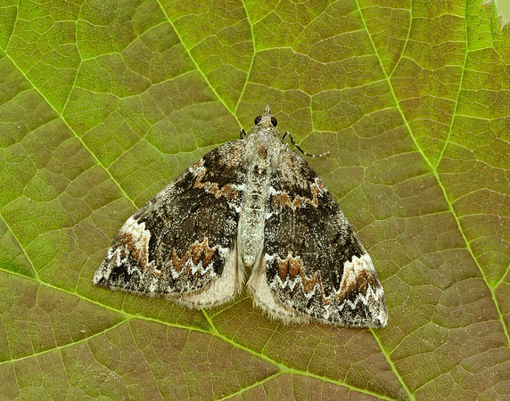 70.098 BF1762 Dark Marbled Carpet Dysstroma citrata