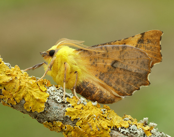 70.234 BF1913 Canary-shouldered Thorn Ennomos alniaria