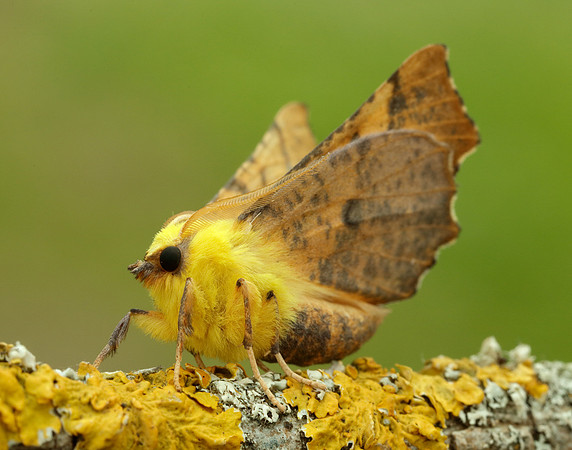 70.234 BF1913 Canary-shouldered Thorn Ennomos alniaria