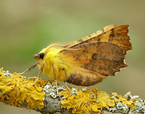 70.234 BF1913 Canary-shouldered Thorn Ennomos alniaria