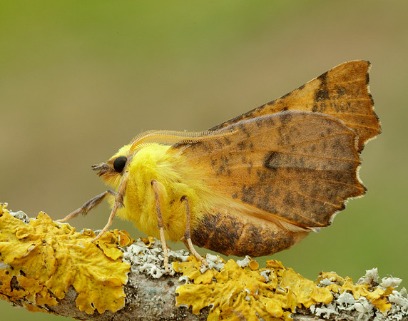 70.234 BF1913 Canary-shouldered Thorn Ennomos alniaria
