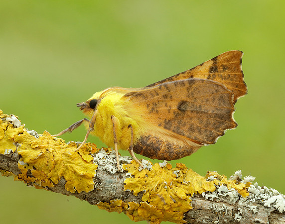 70.234 BF1913 Canary-shouldered Thorn Ennomos alniaria