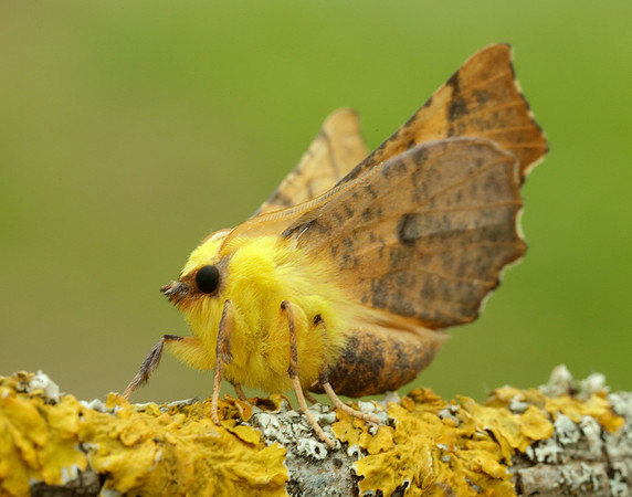 70.234 BF1913 Canary-shouldered Thorn Ennomos alniaria