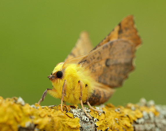 70.234 BF1913 Canary-shouldered Thorn Ennomos alniaria