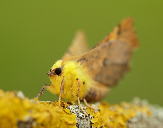 70.234 BF1913 Canary-shouldered Thorn Ennomos alniaria