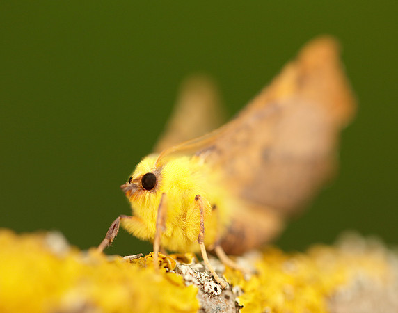 70.234 BF1913 Canary-shouldered Thorn Ennomos alniaria