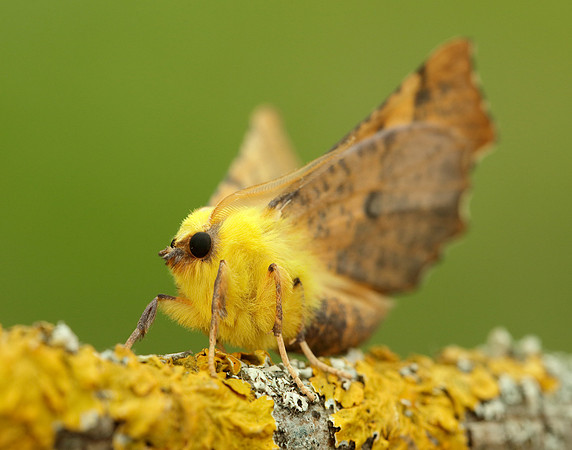 70.234 BF1913 Canary-shouldered Thorn Ennomos alniaria