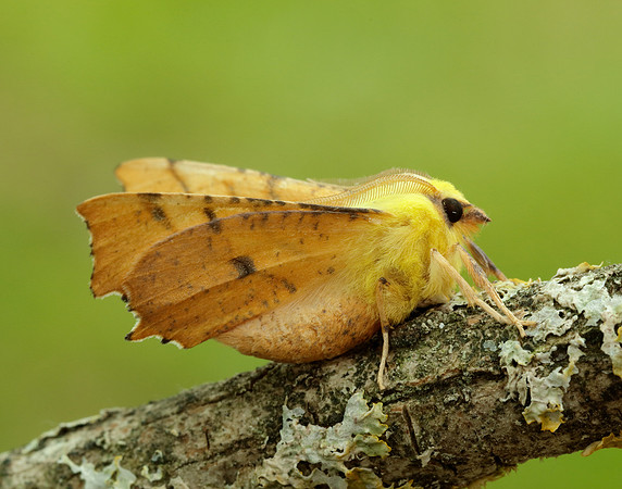 70.234 BF1913 Canary-shouldered Thorn Ennomos alniaria