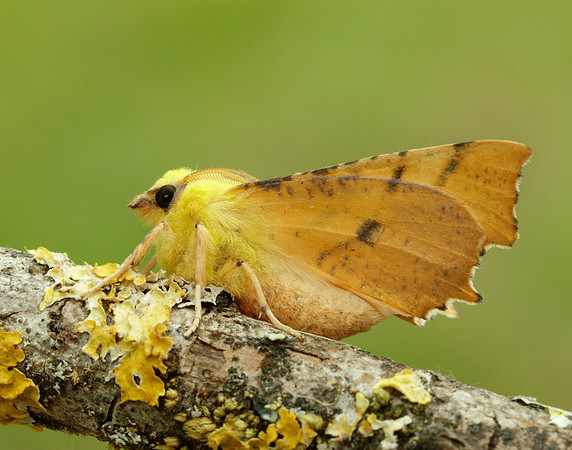 70.234 BF1913 Canary-shouldered Thorn Ennomos alniaria