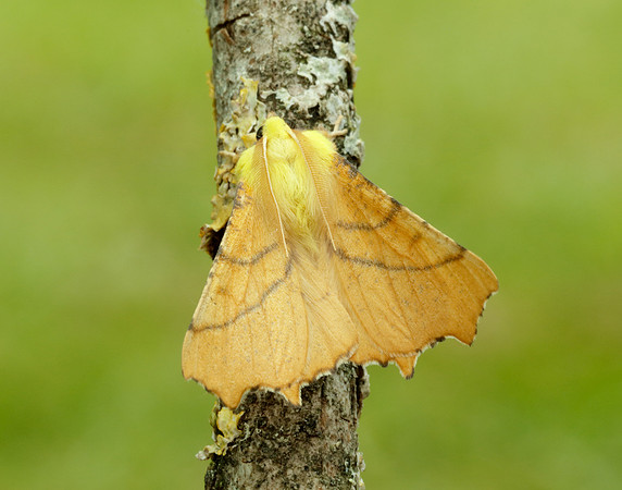 70.234 BF1913 Canary-shouldered Thorn Ennomos alniaria