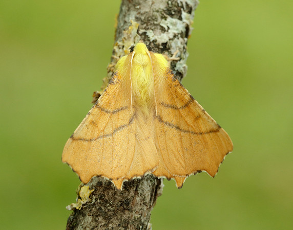 70.234 BF1913 Canary-shouldered Thorn Ennomos alniaria