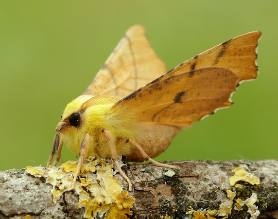 70.234 BF1913 Canary-shouldered Thorn Ennomos alniaria