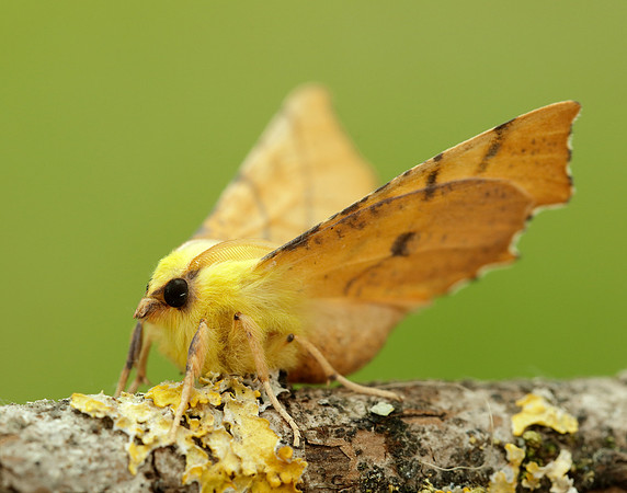 70.234 BF1913 Canary-shouldered Thorn Ennomos alniaria