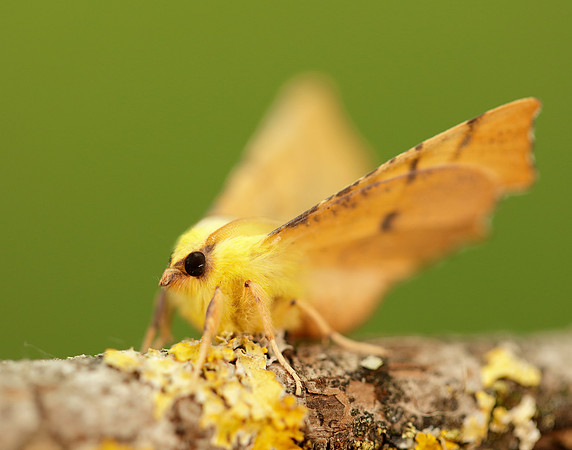 70.234 BF1913 Canary-shouldered Thorn Ennomos alniaria