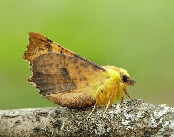 70.234 BF1913 Canary-shouldered Thorn Ennomos alniaria