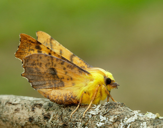 70.234 BF1913 Canary-shouldered Thorn Ennomos alniaria